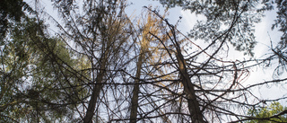 En femtedel av Sveaskogs skogsinnehav bör säljas