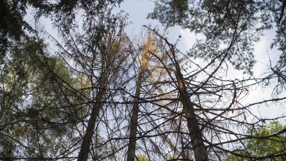 Granbarkborrar har dödat i stort sett alla granar i omkring hundra sörmländska naturreservat, Kronskogen är bara ett av dem. Återhållsamheten med motorsågen har varit för stor när stora barkborresvärmningar drbbat även reservaten.