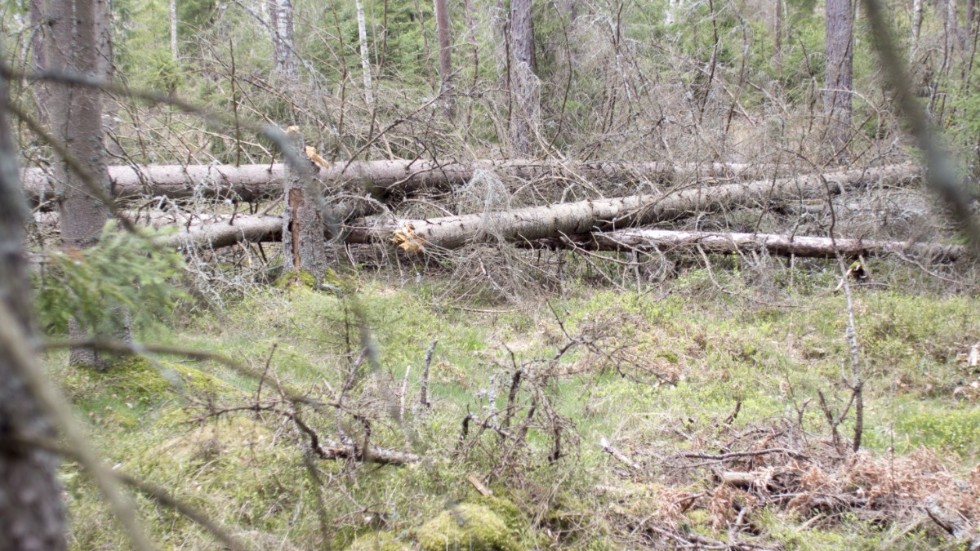 Den döda veden är helt avgörande för den biologiska mångfalden i skogarna. Därför måste vi skogsägare aktivt skapa mer död ved, skriver Sören Petersson, vd på Holmen Skog.