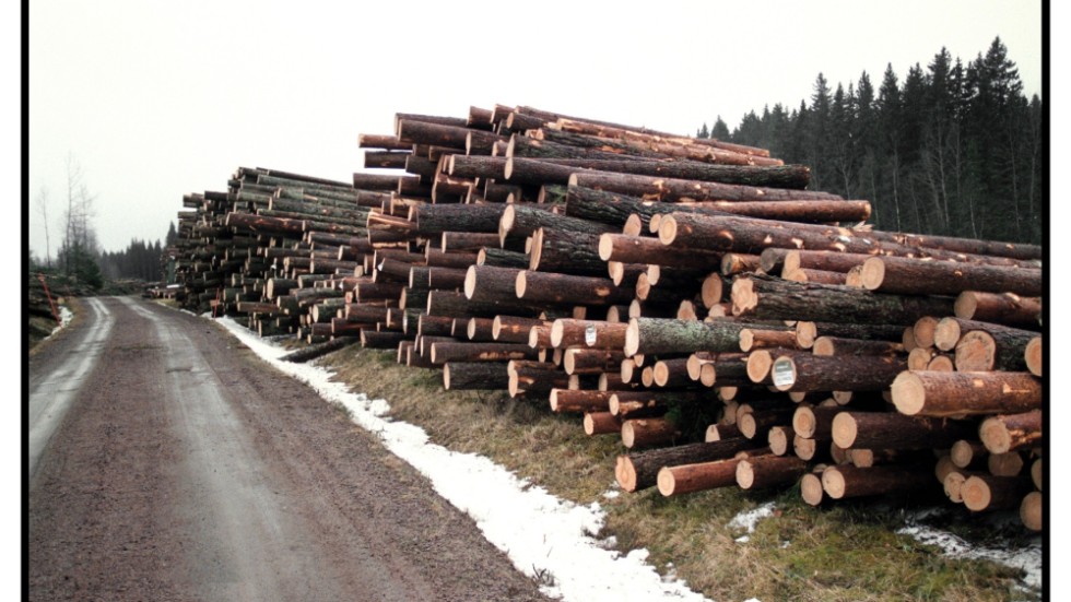 Svenska politiker fördömer skövlingen av regnskogen men tillåter stora avverkningar i norra Sverige, skriver Arga Arja.