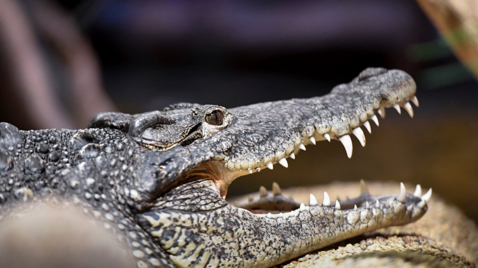 Vid ett tillslag i en fastigheten i skånska Löberöd 2018 hittades över 800 ödlor, krokodiler och andra reptiler. Nu åtalas en man för bland annat grovt artskyddsbrott. Arkivbild.