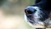 Studie: Hundar tränas för att upptäcka covid