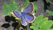Allvarligt läge för hotade dagfjärilar i Östergötland