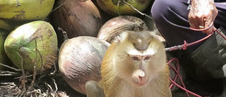 Larm om förslavade apor – kokosmjölk stoppas