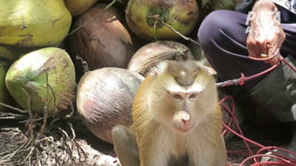 Om aporna gör motstånd när de tvingas plocka kokosnötter har det hänt att tänderna dras ut på dem, enligt Peta.