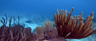 Oroande skifte i korallernas rike