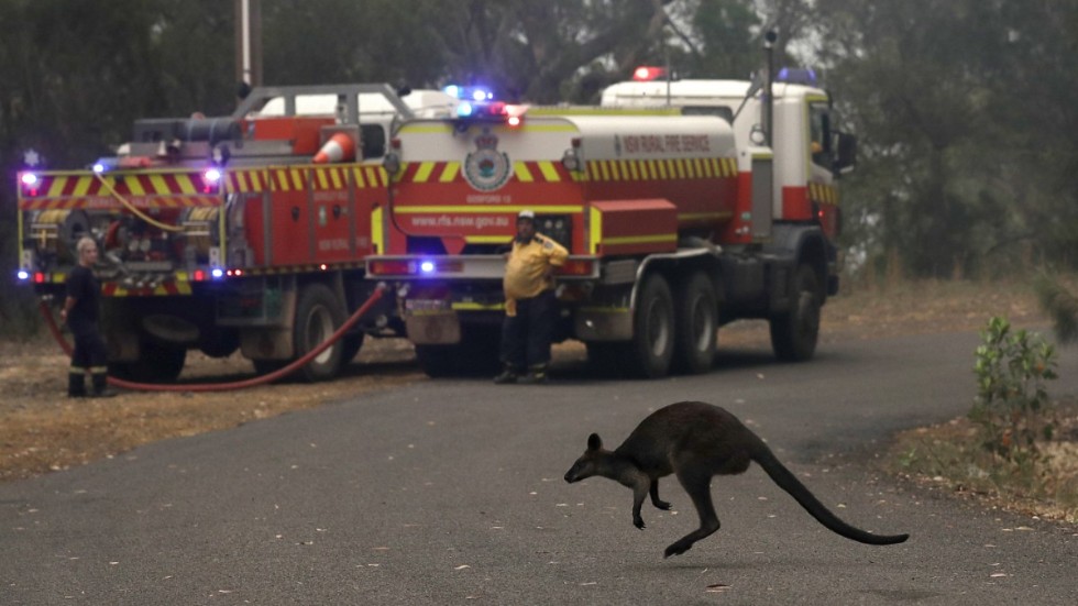 En mindre känguru, en vallaby, hoppar över en väg för att fly en brand nära Mangrove Mountain, norr om Sydney i december 2019.