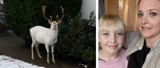  Elsa, 10, trodde att den vita hjorten var konstgjord