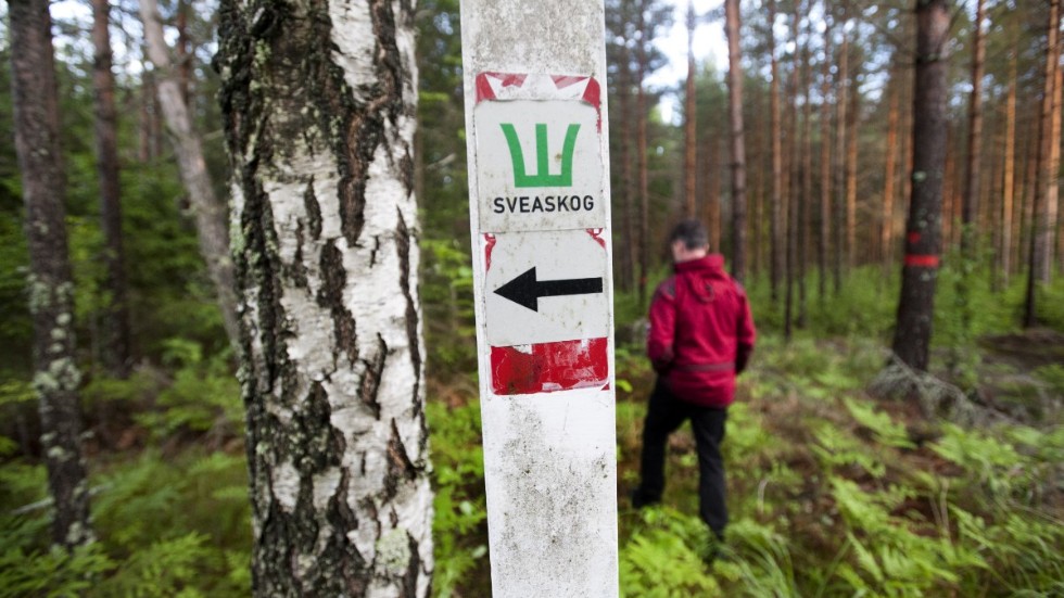Vi vill att Sveaskog i första hand ska vara ett aktivt skogsbrukande företag, skriver bland andra Jonas Andersson (SD), riksdagsledamot.