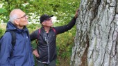 De gjorde spännande fynd i Linköpings träd