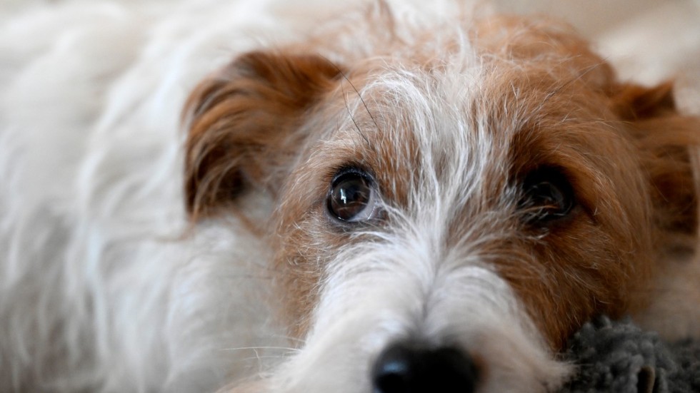 När hundar drabbas av demens kan det hända att de får får sömnstörningar. Arkivbild.