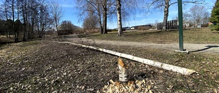 Perkele! Nu har bävern fällt Finlands planterade nationalträd – i Enköping