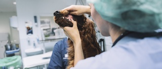 Risken för rabies ökar med husdjur från Ukraina – minst sex djur isolerade i väntan på provsvar