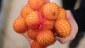 Allvarliga kränkningar bakom billig citrusfrukt