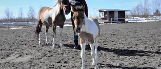 Överraskning på ridskola – nyinköpt ponny var dräktig