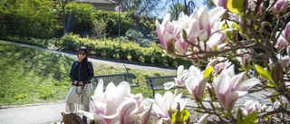 Äntligen – magiska magnolian står i full blom: "Den är fantastisk, jättefin!
