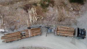 Det svenska skogsbruket överlevde regleringsivern