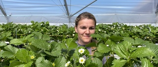 Josefin startar jordgubbsodling på otraditionellt vis – "Det sparar jättemycket på kroppen"