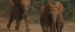 Fler elefanter i Kenya visar unik djurräkning