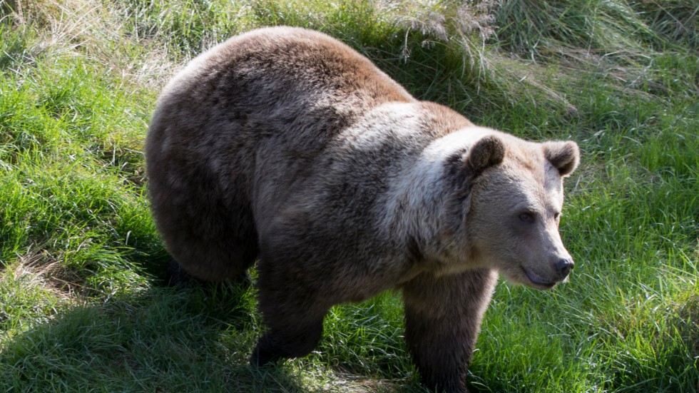 Bears use trees for both scratching their backs and climbing.