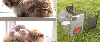 Förvildade katten har fångats in – kan ha varit hemlös i sex år: "Är så glad att vi lyckades"