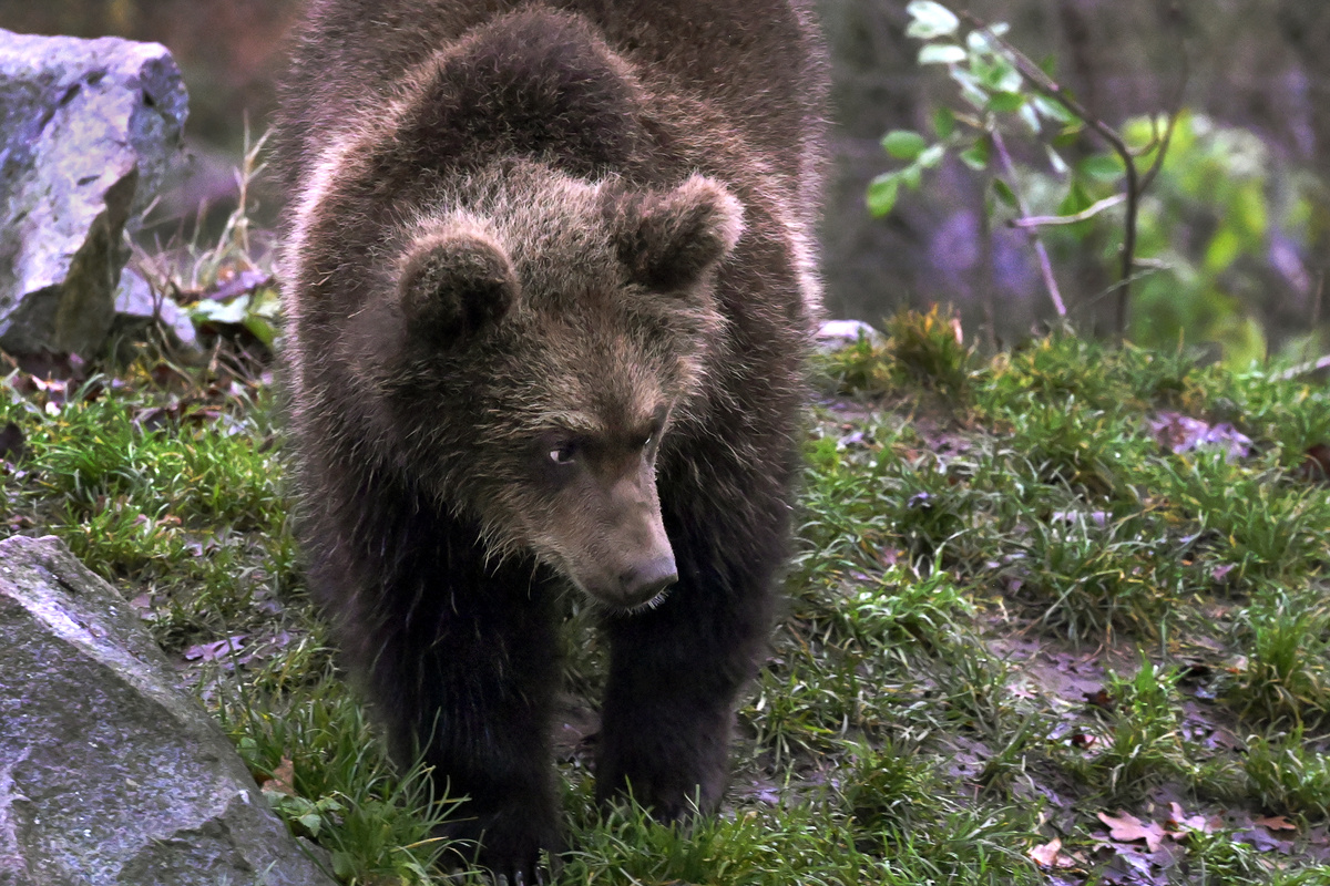 Årets björnjakt avlyst i Västerbotten
