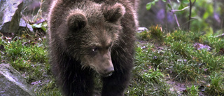 Årets björnjakt avlyst i Västerbotten – där fälldes de tre sista björnarna • ”Det har rullat på i bra takt”