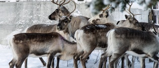 Samiskt nödrop om klimatet: Alla år är krisår