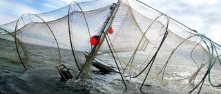 Laxbrist i Boden – då fick yrkesfiskarna i Luleå pausa
