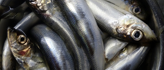 Krav på bantat strömmingsfiske i Östersjön