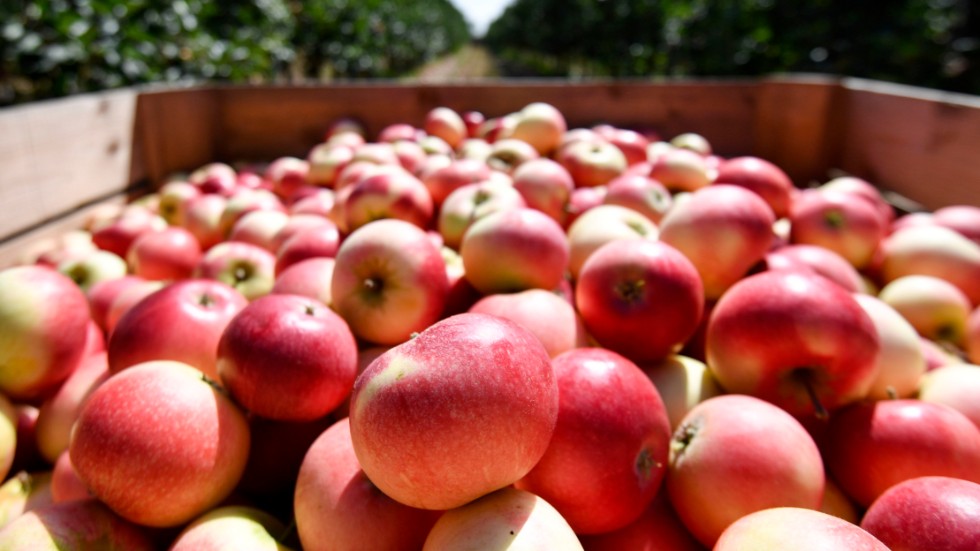 En skånsk fruktsprit gjord på äpplen måste byta namn på grund av alltför stora likheter med det skyddade franska varunamnet calvados, enligt en dom i förvaltningsrätten. Arkivbild.