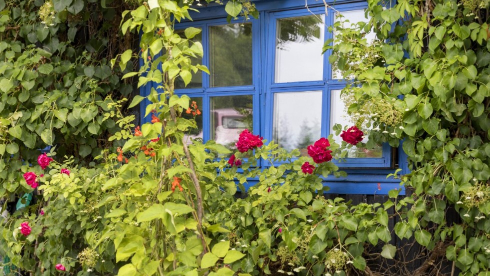 Krönikören uppmanar läsarna att öppna sitt fönster ut mot sommaren, och njuta.