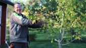 "Att beskära träd är som att spela schack" • Rutinerade trädbeskäraren Roy Thellman ger sina bästa råd