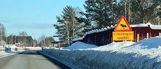 Viltstängsel dröjer på olyckssträcka