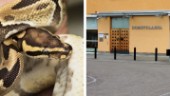 Polisen omhändertog ormar – djurägare får betala över 200 000 kronor 