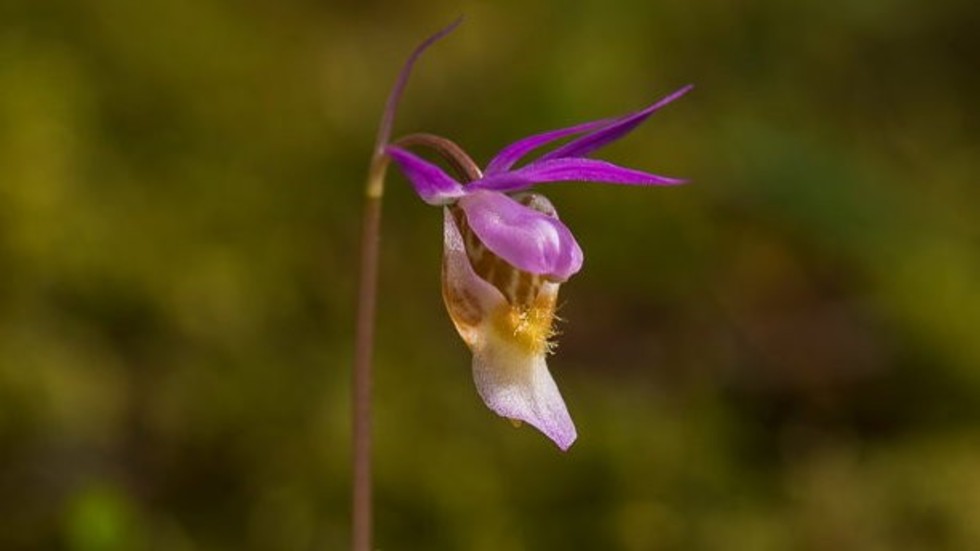 Orkidén Norna är en av arterna som hotas av kalhyggen.