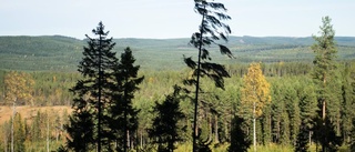 Heta viljor i skogsstrid i EU