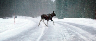 Väder: Mulet väder med snöfall 