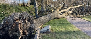 Sjuka träd orsakar kaos på kyrkogård
