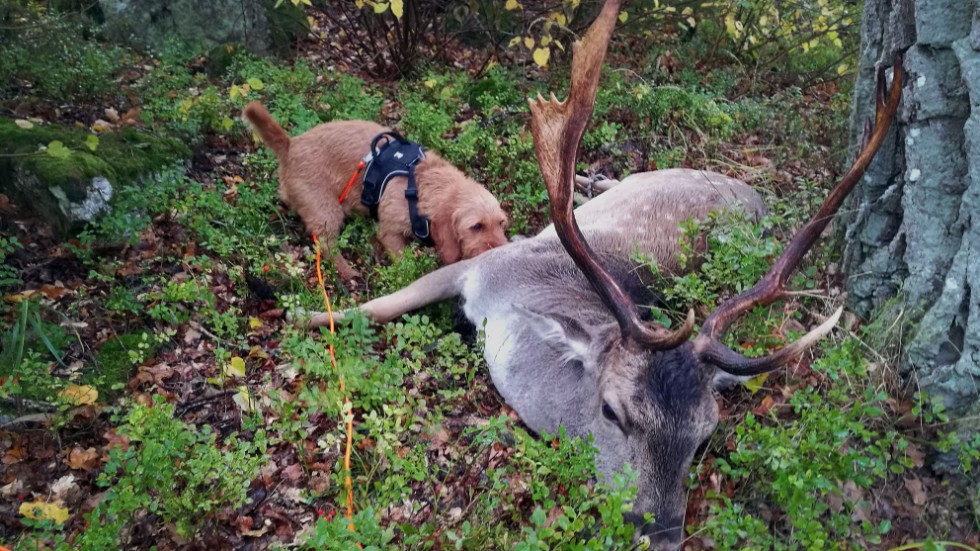 Den här gången tog Håkan Hemäng hjälp av sin hund i jakten – och det lyckades.