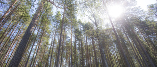 Skogsägarföreningar i norr går samman