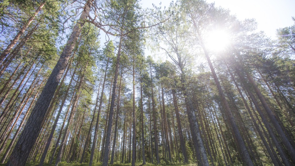 Enbart de privata skogägarna i Norr förfogar  över 1,2 miljoner hektar skog-