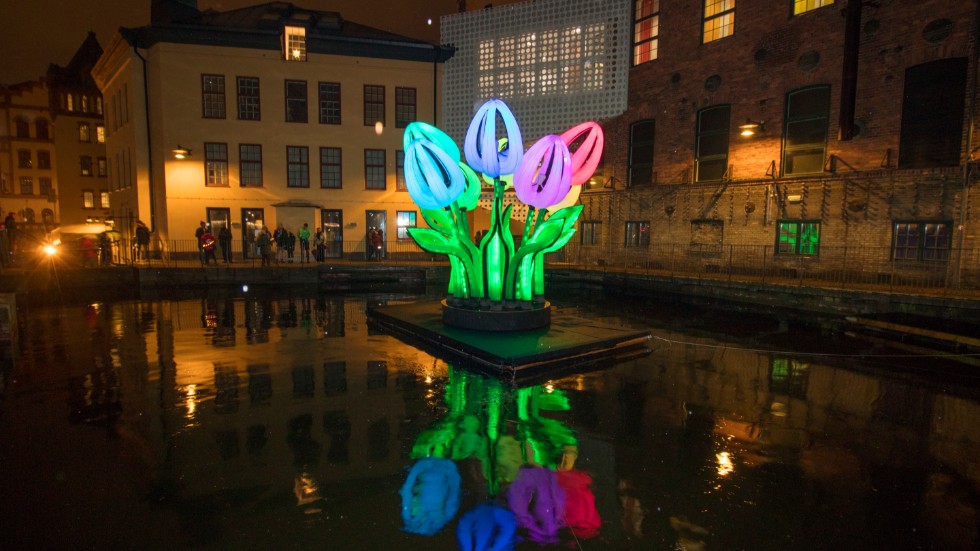 De här vackra tulpanerna fanns med i förra årets upplaga av Norrköping Light Festival.