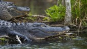 Berest alligator död i rysk djurpark