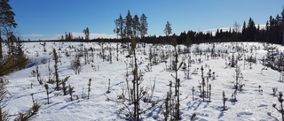 Sveaskog tar ansvaret för skogen