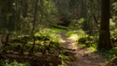 Stora orörda skogar en resurs för Sverige