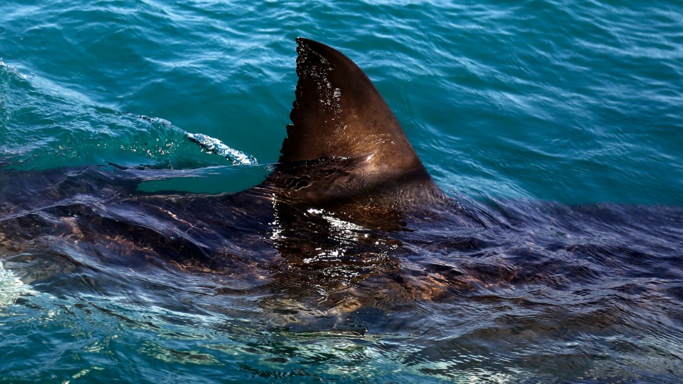 En 26-årig man dödades i en hajattack i Kalifornien under lördagen. Arkivbild.