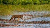 Tiger bakom lås och bom för tre dödsfall