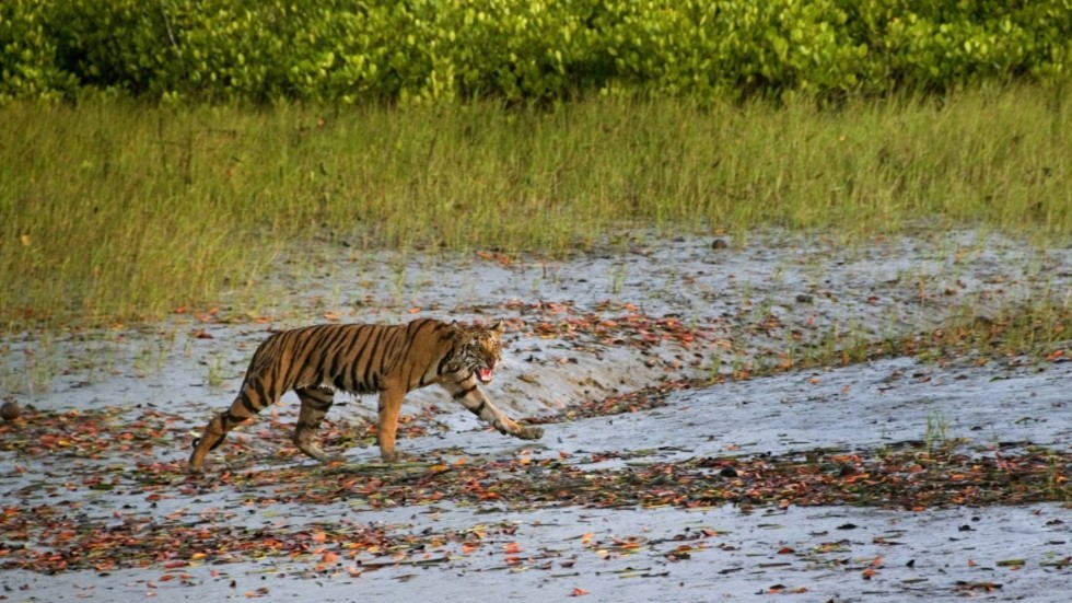 En bengalisk tiger stryker runt i området Sunderbans utanför staden Calcutta i Indien. Att Indiens tigrar attackerar människor är långt ifrån ovanligt. Arkivbild.