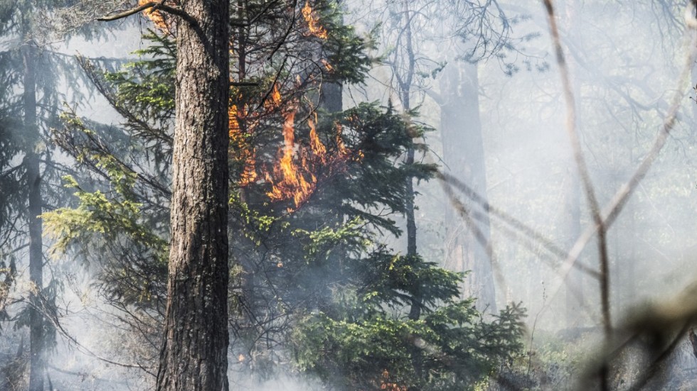 Det varma och torra vädret ökar risken för gräs- och skogsbränder i nästan hela landet. Arkivbild.